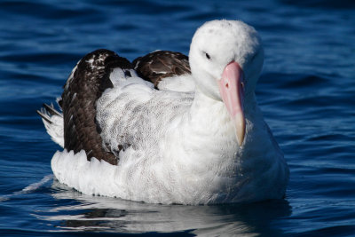 Wandering Albatross