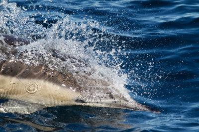 Common Dolphin