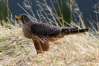 New Zealand Falcon