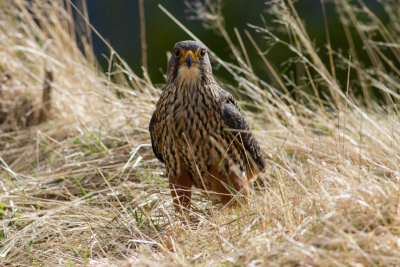 New Zealand Falcon