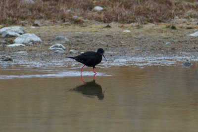 Black Stilt