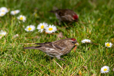 Common Redpoll