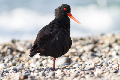 Variable Oystercatcher