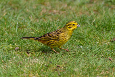 Yellowhammer