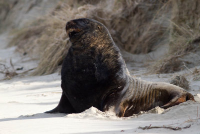 New Zealand Sea Lion