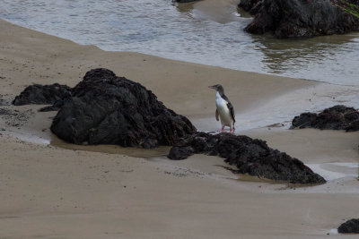 Yellow-eyed Penguin