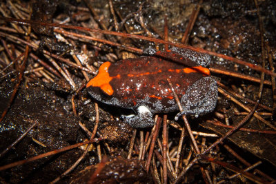Red-crowned Toadlet