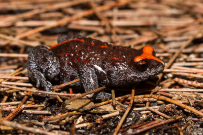 Red-crowned Toadlet