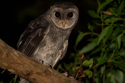 Australian owls and other nocturnal birds