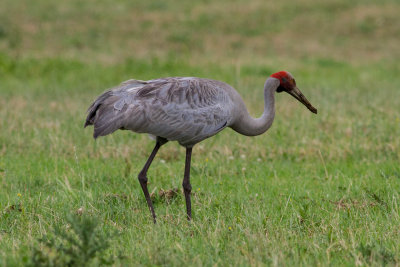 Brolga