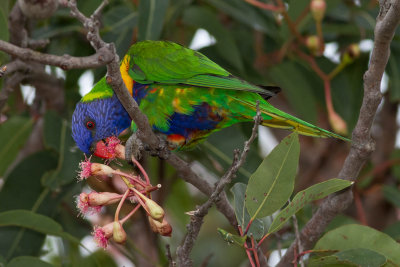 Rainbow Lorikeet