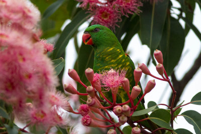 Scaly breasted Lorikeet 