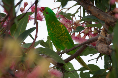 Scaly breasted Lorikeet 