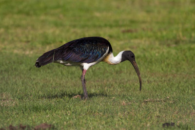 Straw necked Ibis