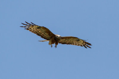Square tailed Kite