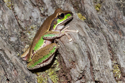 Blue Mountains Tree Frog