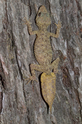 Southern Broad tailed Gecko