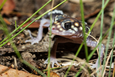Thick tailed Gecko