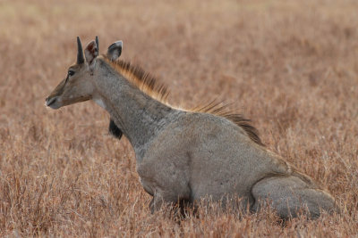 Nilgai