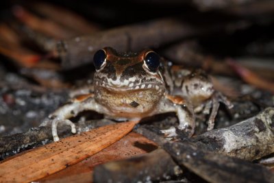 Freycinet's Frog