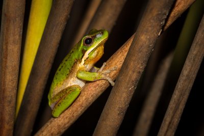 Eastern Dwarf Tree Frog