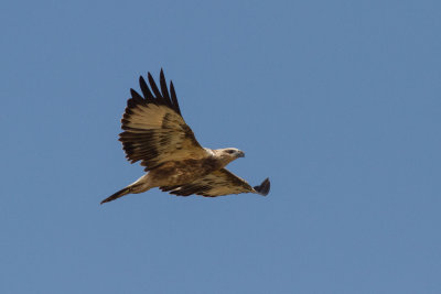 White-bellied Sea Eagle