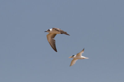 Australian gulls and terns
