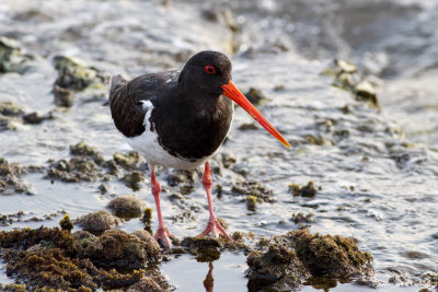 Australian shorebirds gallery