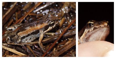 Wallum Froglet