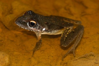 Freycinet's Frog