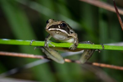 Rocket Frog