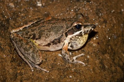 Broad-palmed Frog