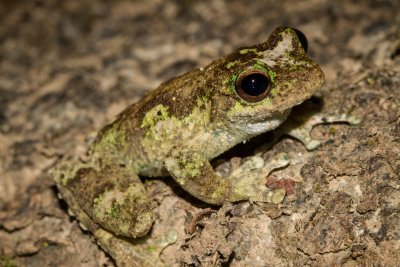 Green-eyed Tree Frog