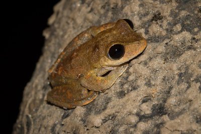 Australian Lace-lid