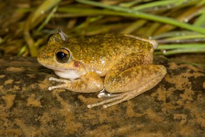 Booroolong Frog