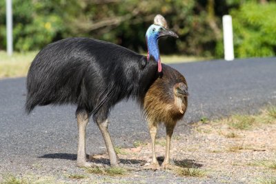 Southern Cassowary