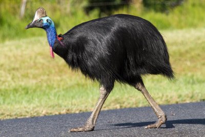 Australian other non-passerines