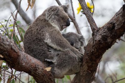 Koala 