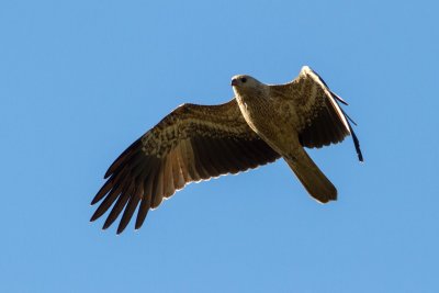 Whistling Kite
