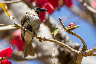 Hornbill Friarbird