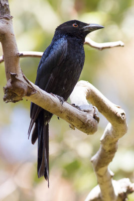 Spangled Drongo