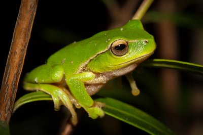 Leaf-green Tree Frog