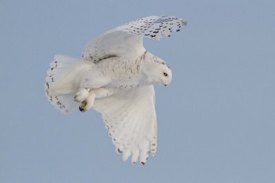 Snowy Owl