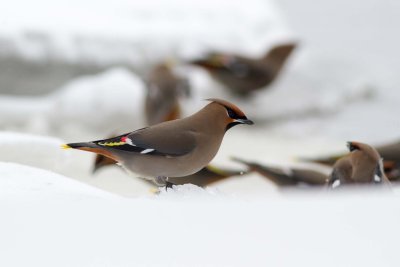 Bohemain Waxwing