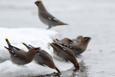 Bohemain Waxwing