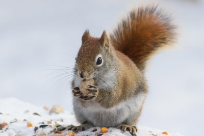 Red Squirrel