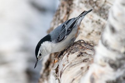 White-breasted Nuthatch