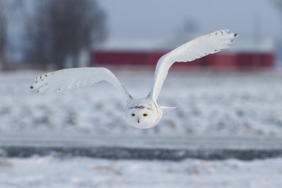 Snowy Owl