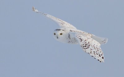 Snowy Owl