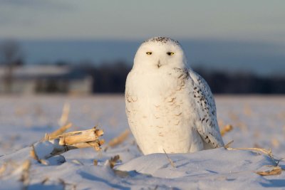 Snowy Owl